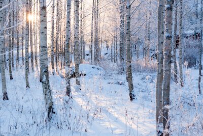 Fototapete Winter Sonne und Birken
