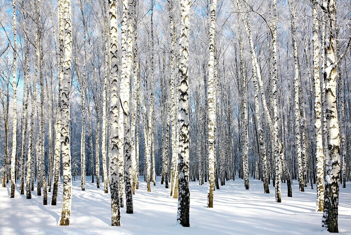 Fototapete Winter Sonne und Birkenwald