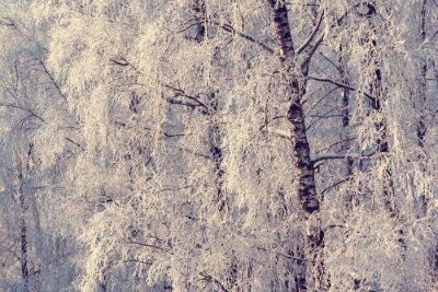 Fototapete Winter und Natur