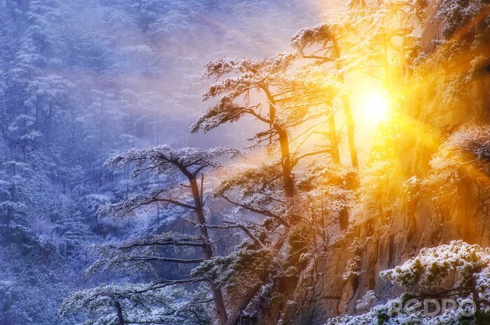 Fototapete Winter Waldlandschaft mit Sonnenschein