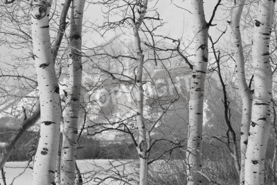 Fototapete Winteransicht mit Birken