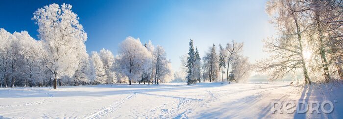 Fototapete Winterbäume im Park