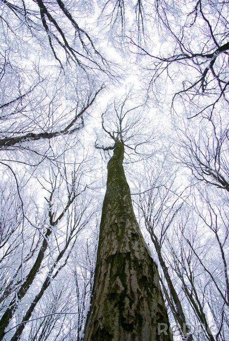 Fototapete Winterbaum von unten