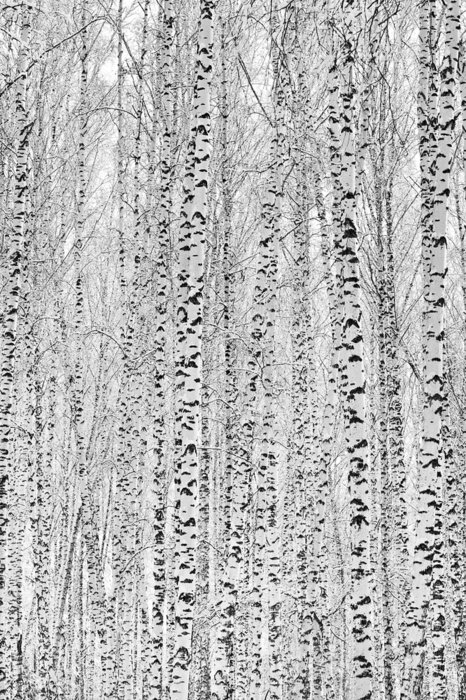 Fototapete Winterbirken 3D