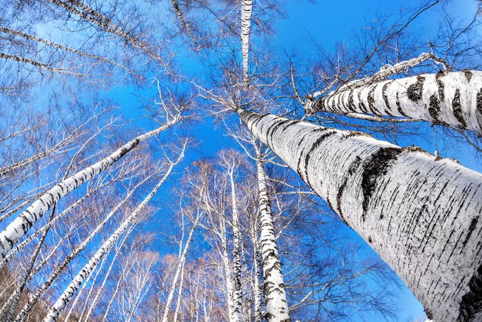 Fototapete Winterbirken aus Froschperspektive