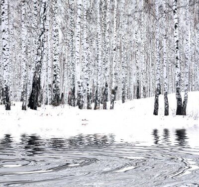 Fototapete Winterbirken und kleiner See