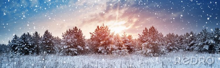 Fototapete Winterkiefern bei Sonnenuntergang