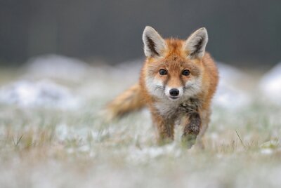 Fototapete Winterlandschaft mit einem Fuchs