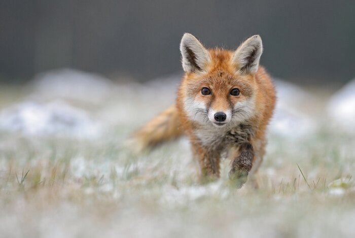 Fototapete Winterlandschaft mit einem Fuchs