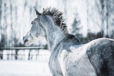 Fototapete Winterlandschaft mit pferd