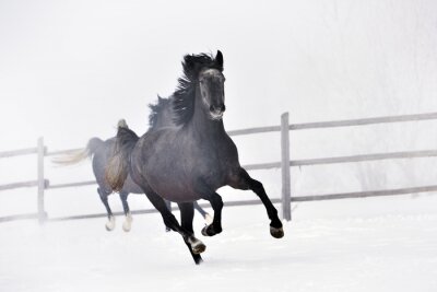 Fototapete Winterlandschaft mit pferden