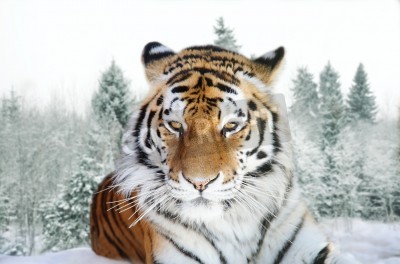 Fototapete Winterlandschaft mit tiger