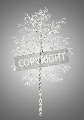 Fototapete Winterliche Birke auf grauem Hintergrund