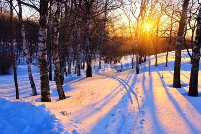 Fototapete Winterliche Birken bei Sonnenuntergang