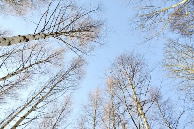 Fototapete Winterliche Birken vor dem Hintergrund des Himmels