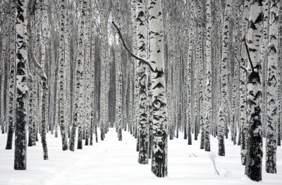 Fototapete Winterliche Birkenbäume