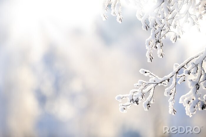 Fototapete Winterliche Erlenzweige mit Schnee bedeckt