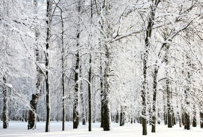Fototapete Winterliche kleine Birken