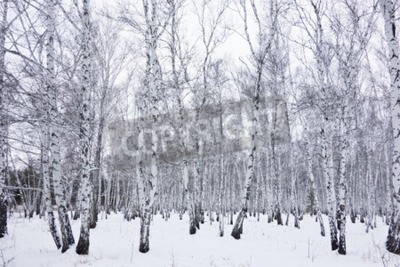 Fototapete Winterlicher kleiner Birkenwald