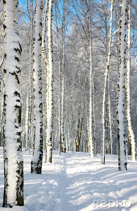 Fototapete Winterlicher Pfad durch Birkenwald