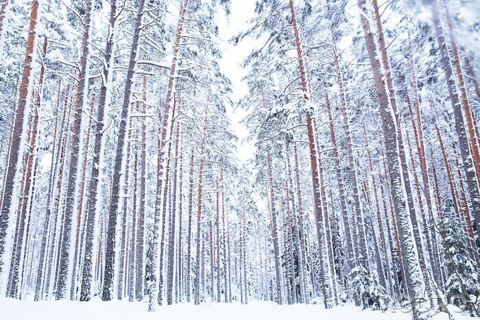 Fototapete Winterlicher Wald in Russland