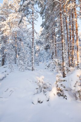 Fototapete Winterlicher Wald mit Birken