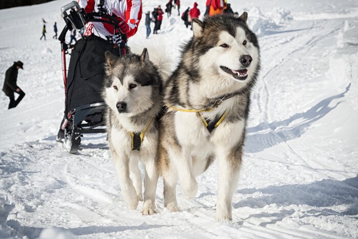 Fototapete Winterliches Gespann am Hang