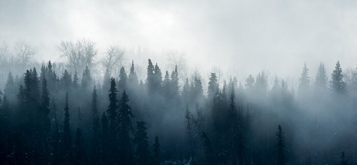 Fototapete Wintermorgen im wald