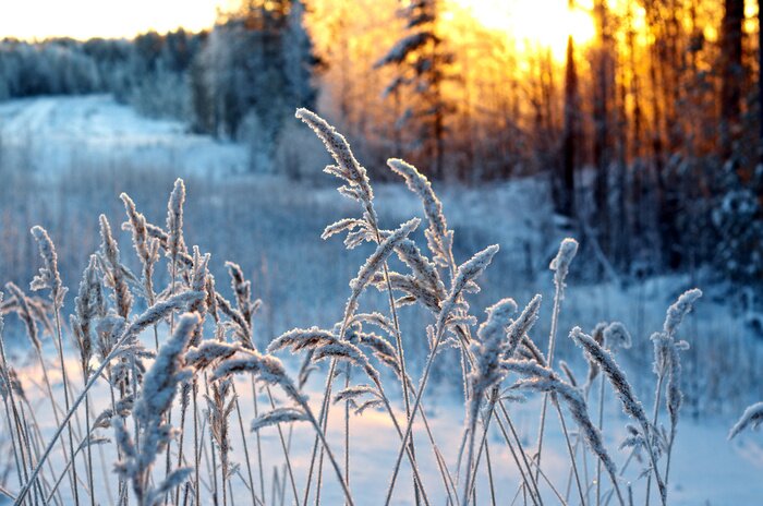 Fototapete Winternatur im Wald