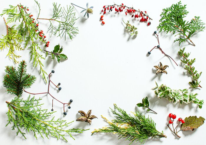 Fototapete Winterpflanzen auf weißem Hintergrund