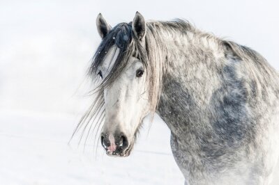 Winterporträt eines pferdes
