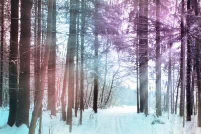 Fototapete Winterwanderwege und Natur