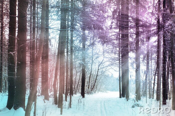 Fototapete Winterwanderwege und Natur