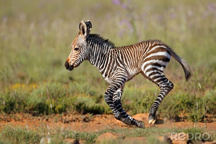 Fototapete winziges Zebra im Galopp
