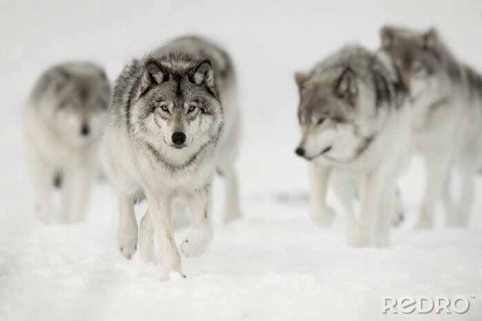 Fototapete Wölfe durch eine verschneite Straße laufend