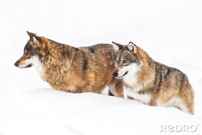 Fototapete Wölfe im Schnee brechen durch