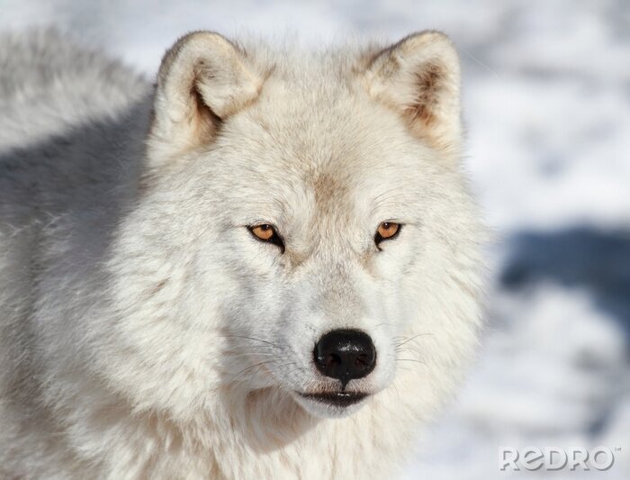 Fototapete Wölfe im Schnee lose