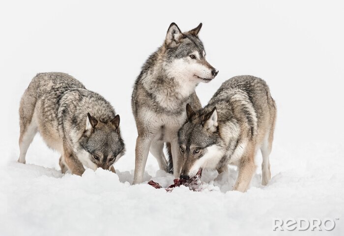 Fototapete Wölfe im Schnee sitzend