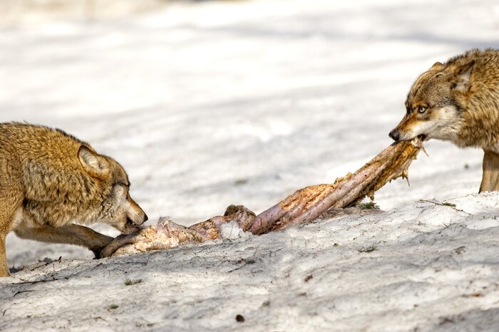 Fototapete Wölfe und ihre Mahlzeit