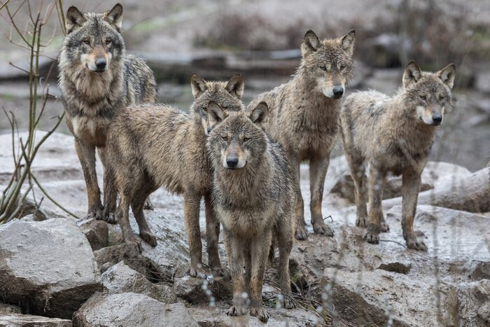 Fototapete Wölfenherde auf den Felsen