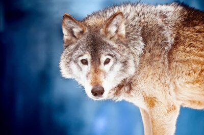 Fototapete Wolf auf blauem Hintergrund