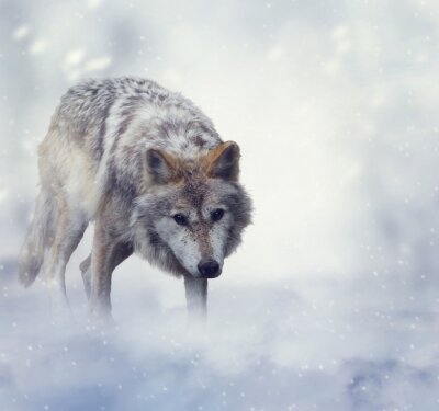 Wolf im Schnee 3D