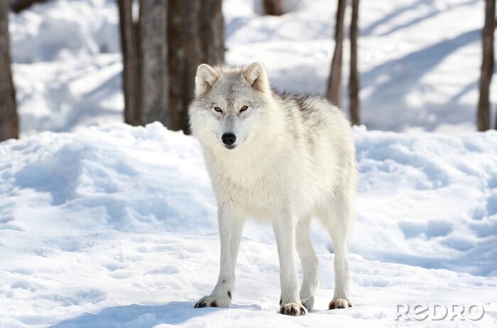 Fototapete Wolf im Schnee
