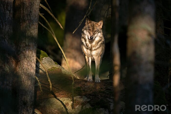 Fototapete Wolf im Sonnenschein