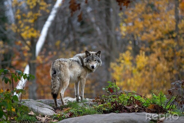 Fototapete Wolf im Wald