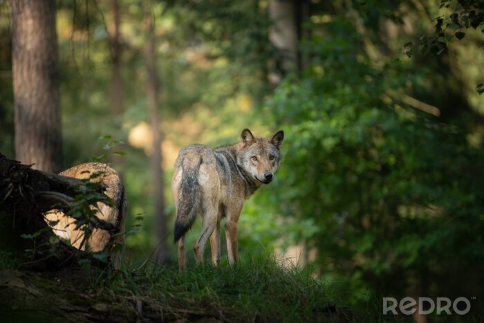 Fototapete Wolf in natürlicher Umgebung