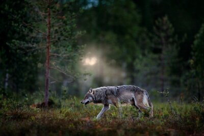 Fototapete Wolf in natürlicher Waldumgebung