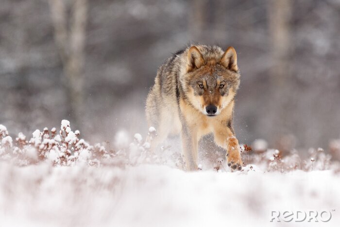 Fototapete Wolf läuft durch den Schnee