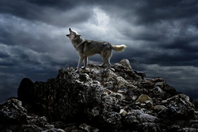 Wolf mit Mond