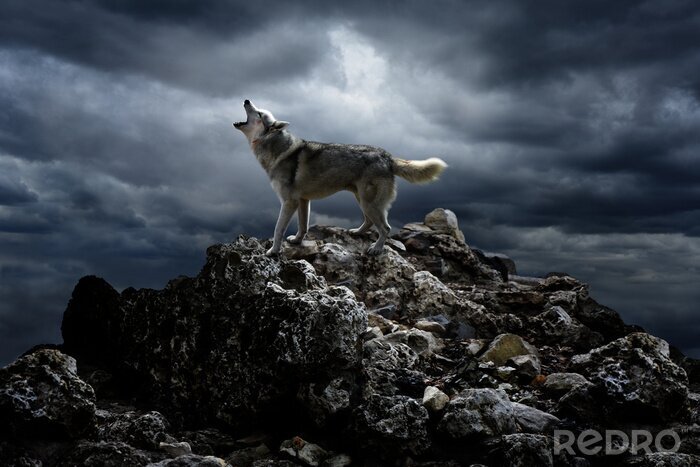 Fototapete Wolf mit Mond
